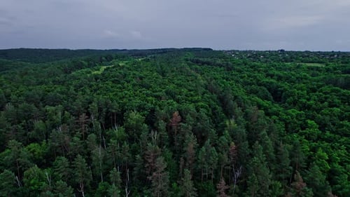 Flying Over Green Trees Forest