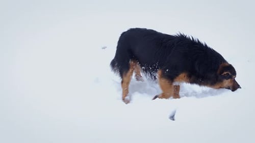 Dog Digging in the Snowy Winter Landscape