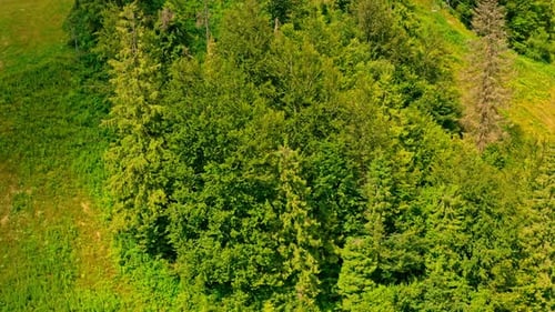 Aerial View Trees on the Sidehill