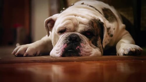 Vieux bouledogue anglais fatigué