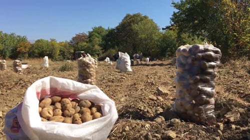 Potato Field