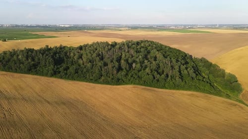 Campo amarelo a partir de uma visão panorâmica