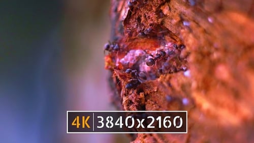 Ants