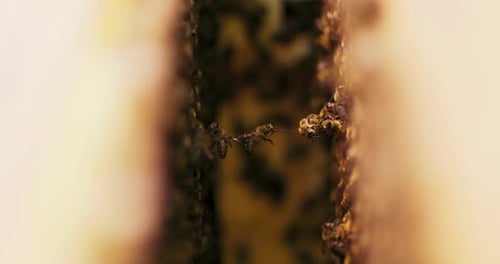 Closeup Focused Line of Bees Bound in the Air Between Two Beehive Frames They are Hodling Each Other