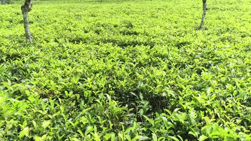 Flying Low Over A Tea Plantation