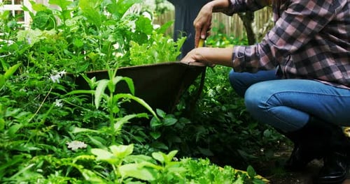 Mature woman planting in the garden 4k