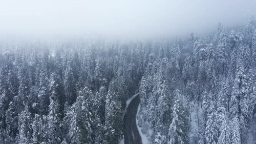 Cinematic Aerial Snowfall Over Road in Dense Snow Covered Pine Trees Forest