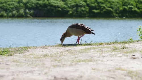 Duck By the Lake Eating Grass Wildlife