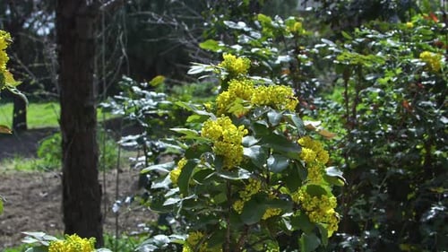 Honigbienen sammeln Pollen von gelben Blumen im Wald