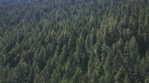 Drohnenaufnahmen aus der Luft zeigen immergrüne Bäume auf einem Berg