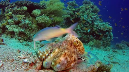 Octopus Fishing