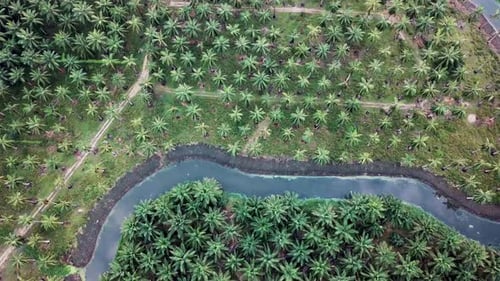 Aerial rotating descending look down coconut and oil palm plantation