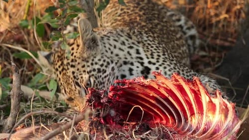 Leopard Eating Carcass in the Wild