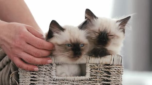 Pessoa com Ragdoll Cat Kittens