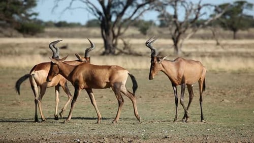 Interacting Red Hartebeest - Kalahari Desert