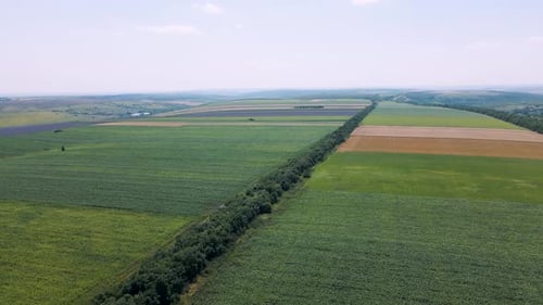 Video Drone Flight Over Cornfields