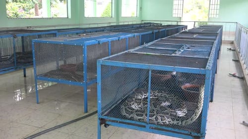 Snake Farm 3