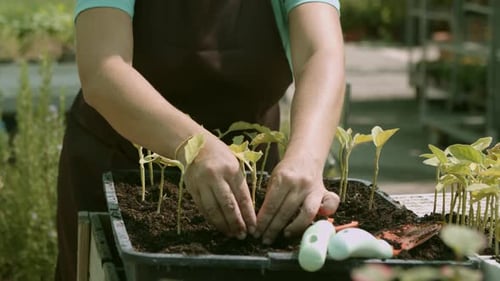Woman Gardening with Sprouts and Soil Outdoors