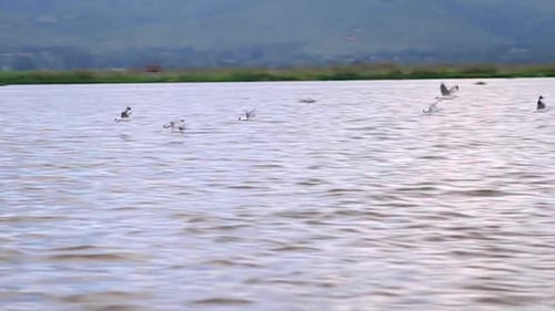 Birds Fly Over Water in Mountainous Landscape