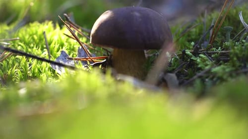 A Mushroom Picker Cuts a Mushroom with a Knife in the Forest