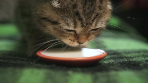 Furry Kitten Drinks Milk from a Bowl