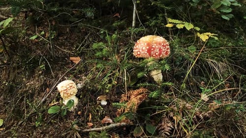 Fly Agaric Muscaria Toadstools Growing. The Poisonous Fungi Toadstools. Close Up