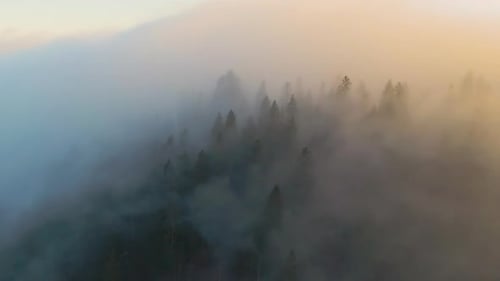 Aerial view of moody landscape above foggy forest with pine trees covering mountain hills at sunset.