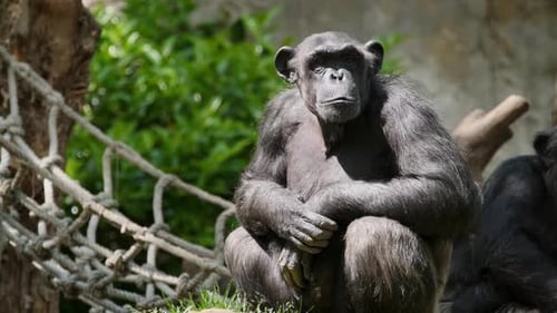 Chimpanzee Resting Outdoors in its Habitat