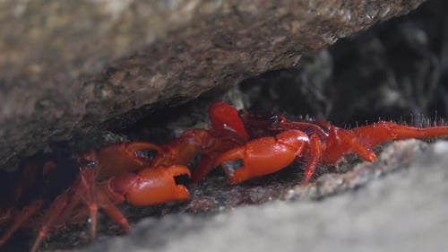 Two Red Crabs Fighting in Cleft on Similan Island
