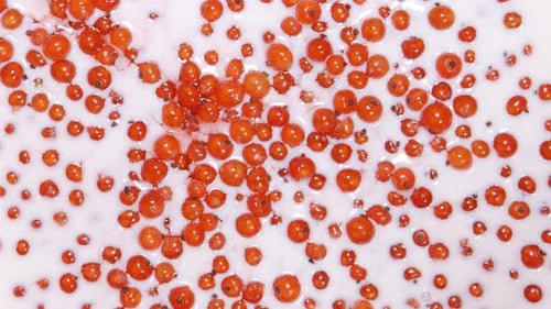 Red Currant Berries in Creamy White Liquid