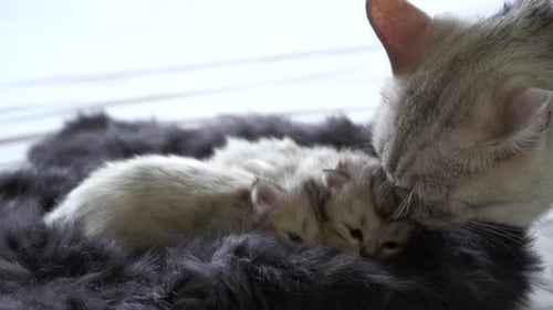 Chatte écossaise embrassant son chaton avec amour