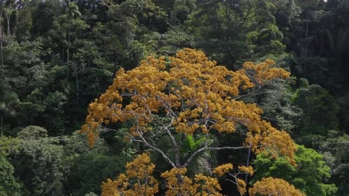 Luftaufnahme, Flug über einen großen Baum, der mit beigen Blüten blüht