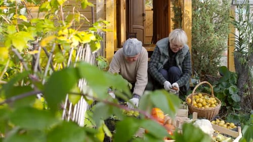 Adults Sort Vegetables at Rural Home in Daylight