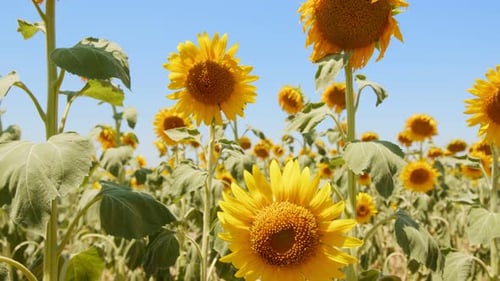 Hermosa planta natural de girasol en campo de girasoles en el día soleado 20