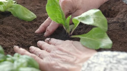 Hands Planting a Seedling in Rich Soil
