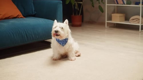 Happy White Dog Wearing a Blue Bandana Indoors