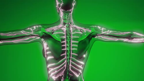 Animated Human Body Lymphatic System on Green Screen