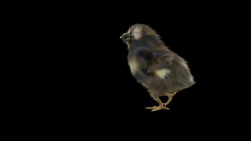 Realistic 3D Chick Walking Animation