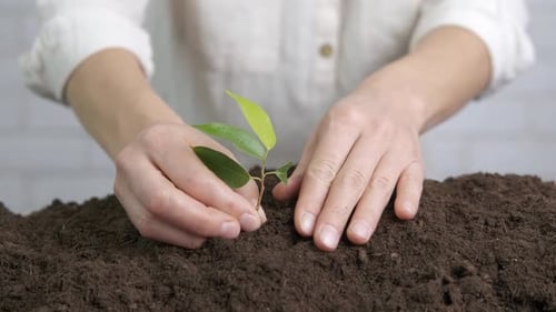 Take care of plants.