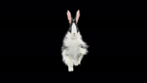 Black and White Fluffy Rabbit Hopping with Alpha Channel