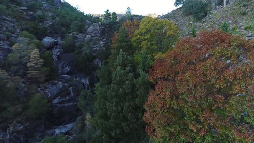 Forest Waterfall