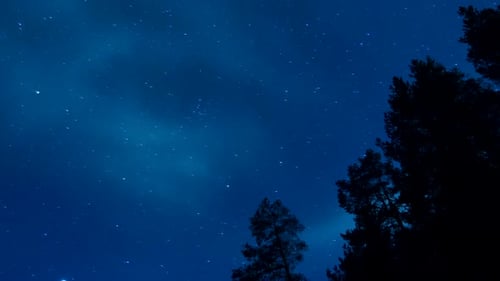 ZOOM OUT, The Aurora Borealis over a silhouetted forest