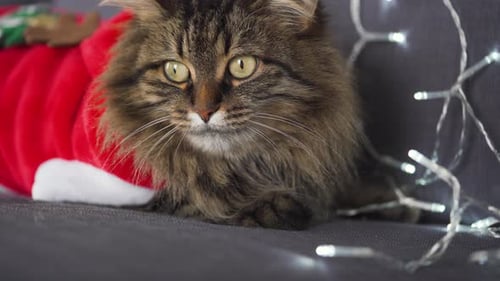Close Up Portrait of a Tabby Fluffy Cat Dressed As Santa Claus Lies on a Background of Christmas