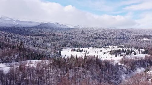 Verschneiter Wald