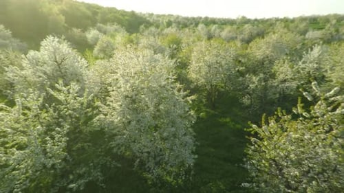 Vista aérea del jardín de cerezos florecientes 4