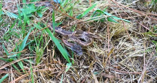 Statisches Video einer westlichen Rattenschlange Pantherophis obsoletus. Die Schlange ist gewickelt.