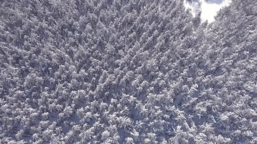 Aerial View Low Flight Over Snowy Spruce Forest in Winter. Aerial Shot Large Pine Forest Covered