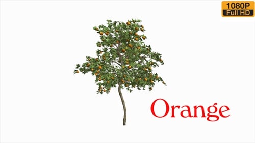Stormy Orange Tree