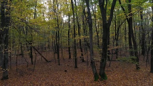 Sun in the Forest In Autumn