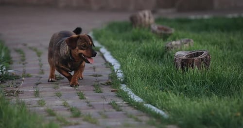Dog Run on a Garden Slow Motion